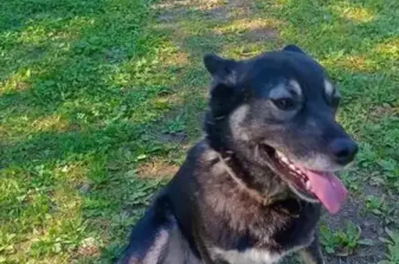 Пропала собака, Большееланское с.п., ИО