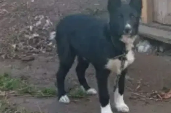 Пропала собака, Пермская ул., Соликамск