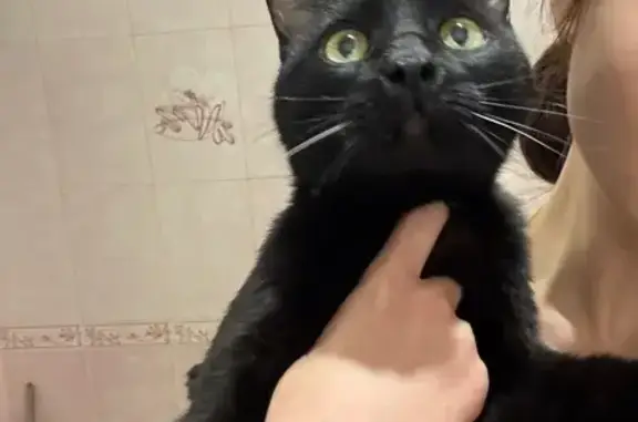 Найденные животные Ставрополь, фото: Кошка найдена, 50 лет ВЛКСМ 71/1, Ставрополь