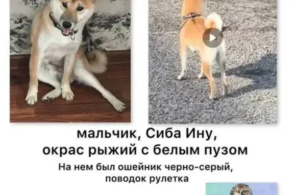 Пропала рыжая собака, Юбилейная 26, Люберцы