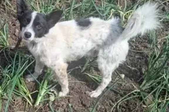 Пропала собака, Мамыково, Чаппи и Гуляш