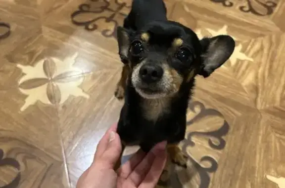 Найдена собака у школы, ул. Грибоедова, Михайловск