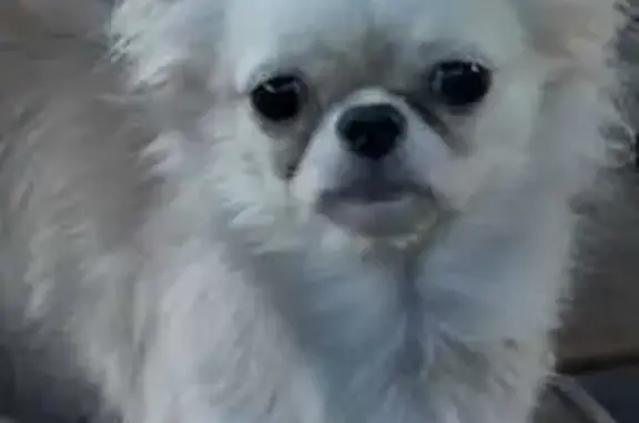 Собаки потеряшки, Краснодар, фото: Потеряшка собака, ул. Мачуги, Краснодар