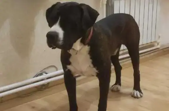 Пропала собака на Коммунистическом, 46