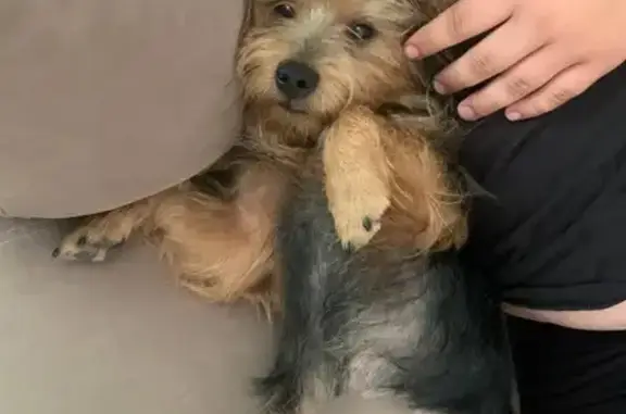 Пропала собака, Терновка, Севастополь