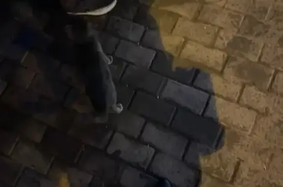 Пропала кошка, Мосрентген, Москва