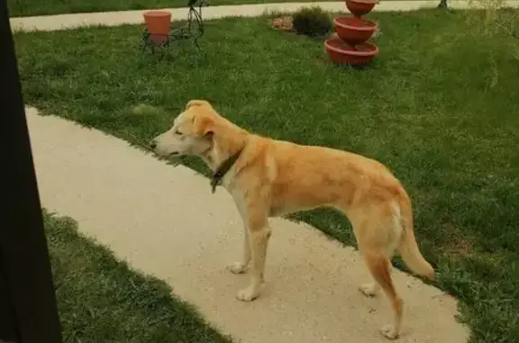 Собаки потеряшки, , фото: Потеряшка собака Мотя, 56, Ветлино