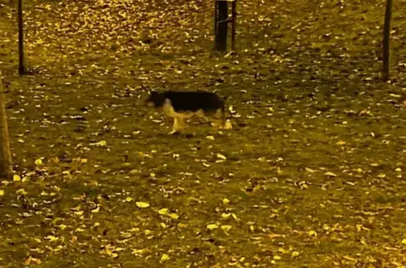 Собака найдена: Лобачевского 5, Казань