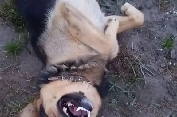 Пропала собака, Первомайская ул., Климово