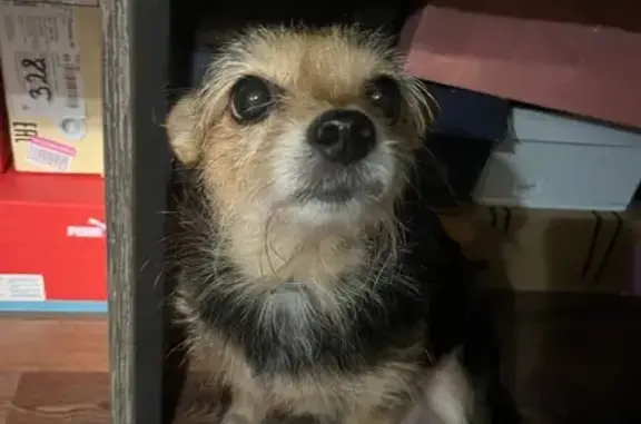 Найдена собака, Тула, фото: Найдена собака, Тула, ул. Металлургов, 62А