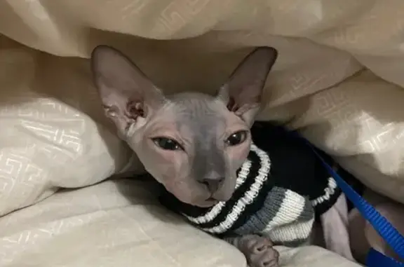 Найдена кошка, Ростов-на-Дону, фото: Кошка найдена, Ерёменко 58/1, Ростов-на-Дону