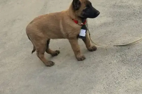 Пропала собака, ул. Высоцкого, Белгород