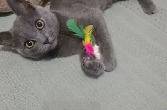 Пропала кошка на ул. Левченко, Жуковский