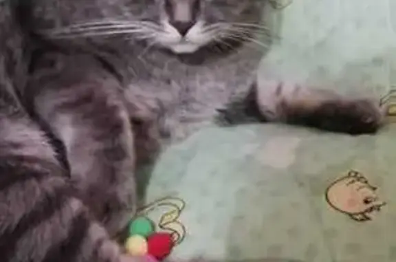 Пропал серый кот Миша, Лакина 171, Владимир