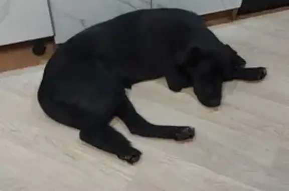 Собаки потеряшки, , фото: Потеряшка собака, 6-я линия, Синявино