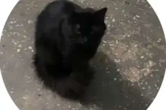 Найдена кошка, Коломна, фото: Кошка найдена: Весенняя ул., 18, Коломна
