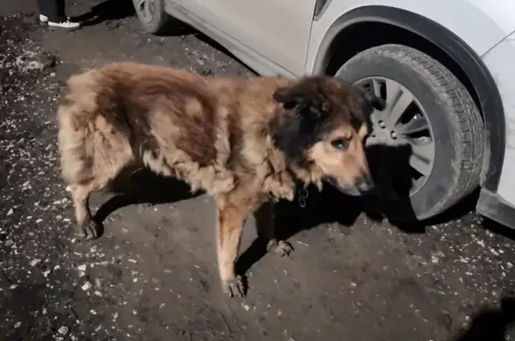 Найдена собака, Владимирская область, фото: Пожилая собака найдена на Садовом, Владимирская область