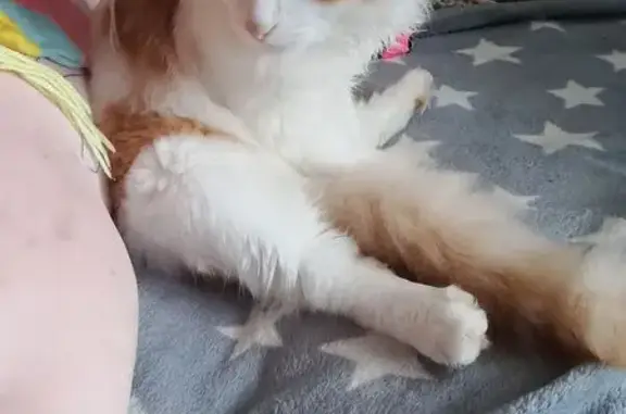 Пропала кошка, Пушкарёва 22, Ульяновск