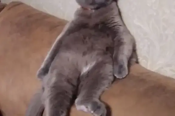 Пропала кошка, ул. Мичурина 27, Калининград