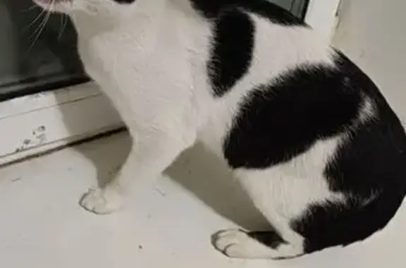 Найдена кошка, Смоленск, фото: Кошка найдена на Николаева, 73, Смоленск