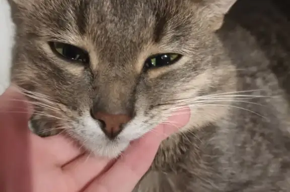 Пропала кошка, ул. 40 лет Победы, 58