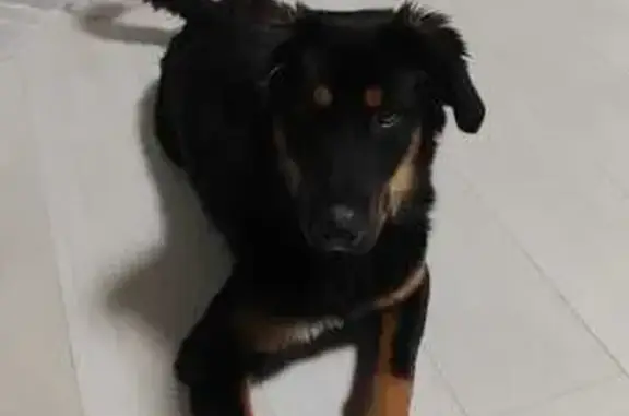 Собаки потеряшки, , фото: Потеряшка собака в Аксиньино, МО