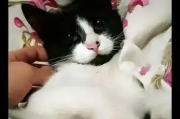 Кошки потеряшки, , фото: Потеряшка кошка, Назрань, Ингушетия