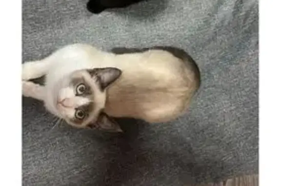 Пропала сиамская кошка, Благоварский с/с