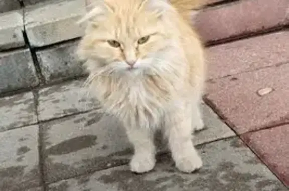 Кошка найдена, Уварово, Тамбовская обл.