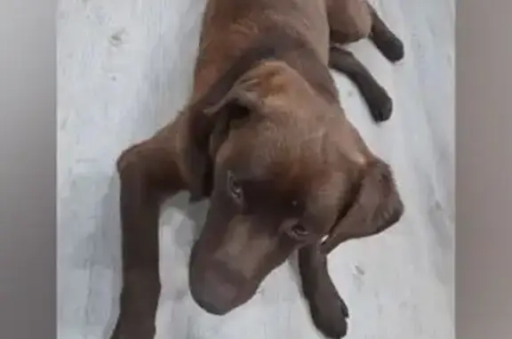 Найдена собака, Киров, фото: Найдена собака, ул. Свердлова 22А, Киров