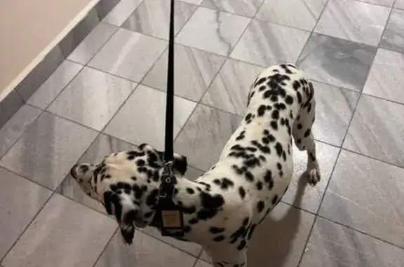 Найдена собака, Тула, фото: Собака найдена: ул. Маргелова, 5, Тула