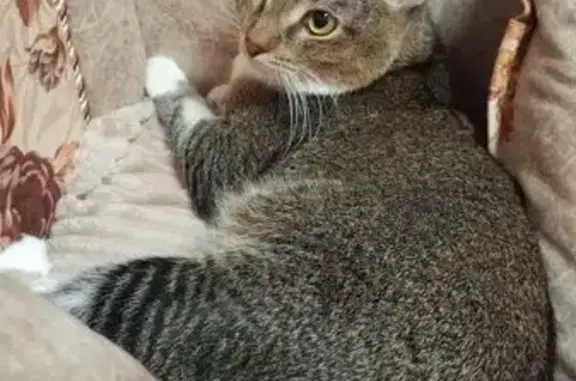 Найдена кошка, Электросталь, фото: Найдена кошка, ул. Победы 14 к1, Электросталь