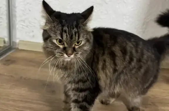 Кошка найдена: Рионская ул., 10, Волгоград