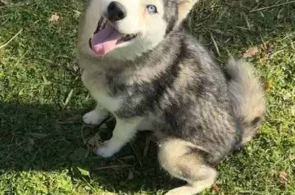 Собаки потеряшки, Владимирская область, фото: Потеряшка хаски Линда, Сновицы-Веризино