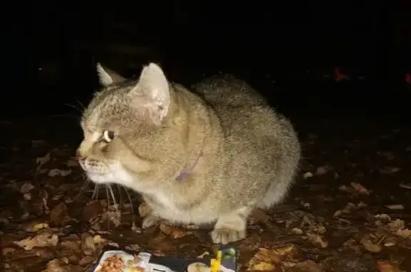 Кошка найдена на ул. Подольских Курсантов