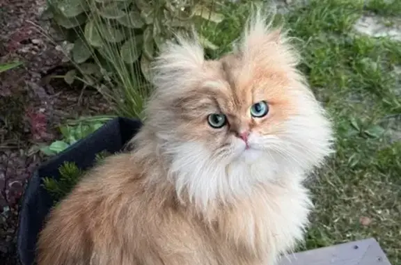 Пропала кошка, Московская обл., 359