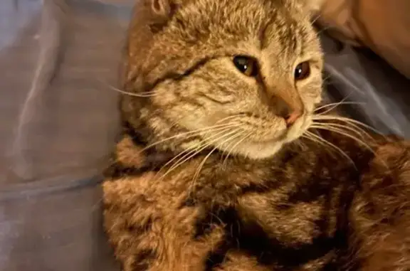 Найдена кошка, Наро-Фоминск, фото: Кошка найдена у Доброцена, Дзержинского 1А