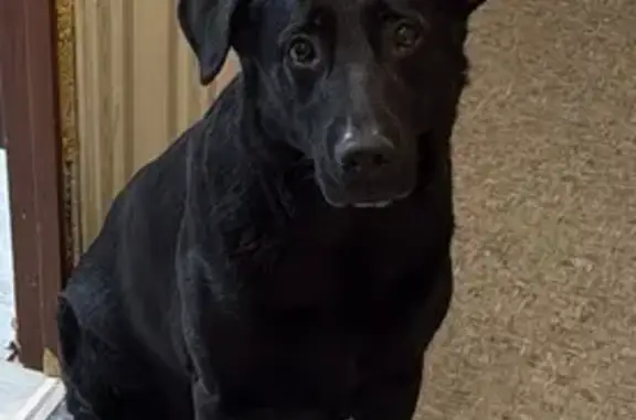 Пропала собака, Восточная ул. 40, Долгопрудный