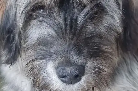 Найдена собака, Москва, фото: Собака найдена, Москва, 46Н-08848