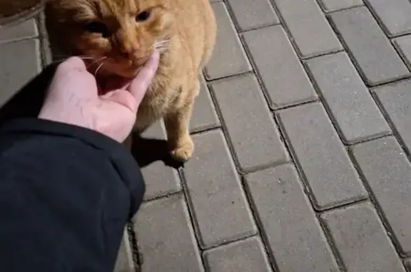 Найдена кошка, ЖК «Борисоглебское», фото: Кошка найдена: ул. Генерала Донскова, 25 к8