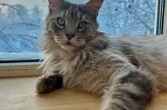 Пропала кошка, Зелёная ул. 77/16, Ульяновка