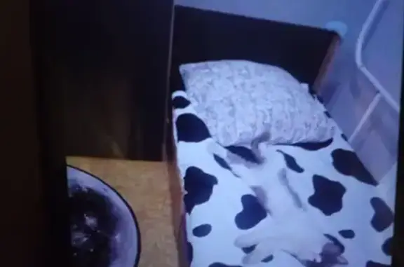 Кошки потеряшки, Усолье-Сибирское, фото: Потеряшка кошка, ул. Коростова, Усолье-Сибирское