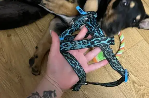 Найдена собака, Волгоград, фото: Найдена собака на проспекте Ленина, Волгоград