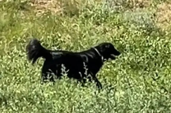 Собаки потеряшки, Волгоград, фото: Потеряшка собака, Клайпедская 13, Волгоград