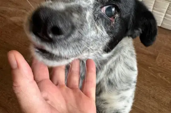 Слепая собака найдена у Пролетарского, Алтай