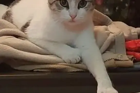 Пропала кошка, Советская 61, Усть-Лабинск