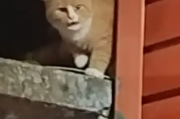 Кошка найдена: Донбасская ул., Домодедово