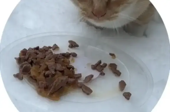 Рыжий кот найден на Хабаровской улице