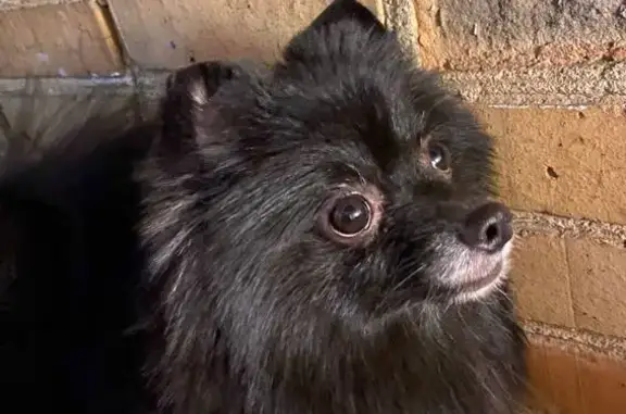 Найдена собака, Владивосток, фото: Собака найдена: Черёмуховая, 15, Владивосток