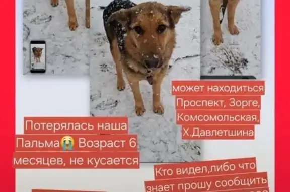 Пропала собака, Уфа, ул. Халтурина, 44